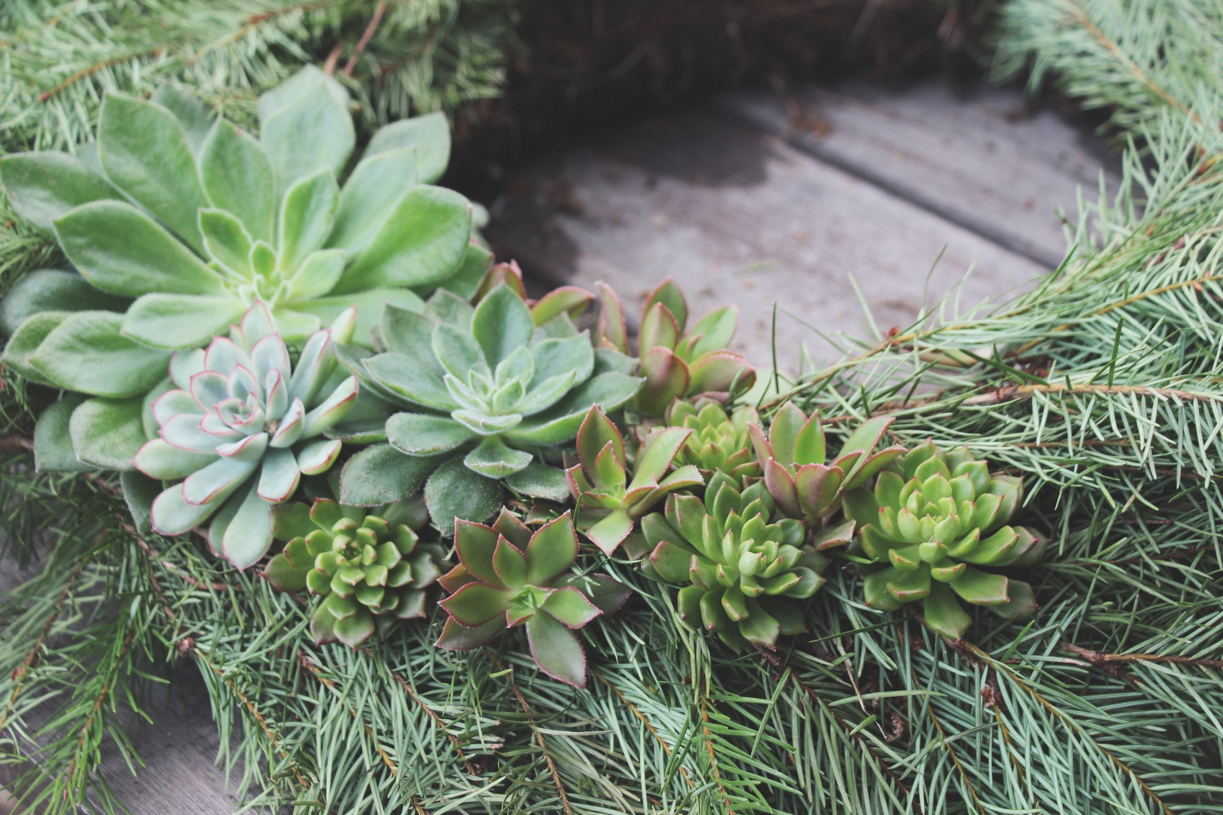 DIY Living Christmas Wreath with Succulents via Needles + Leaves